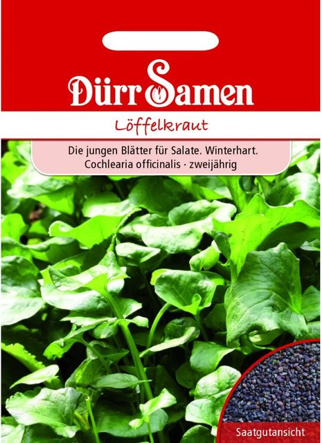 Dürr Löffelkraut Saatgut für Salat, 155 g - Bild 1
