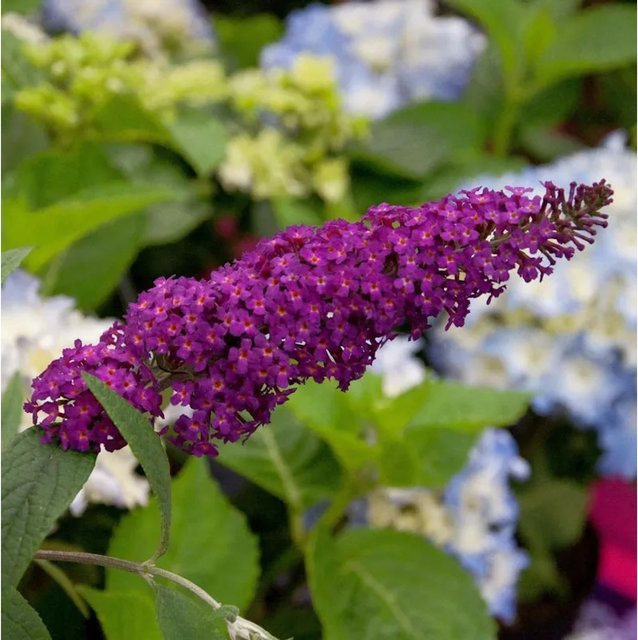 Buddleja Schmetterlingsflieder Summer Bird Magenta in Magenta/Purple für deinen Garten - Bild 1