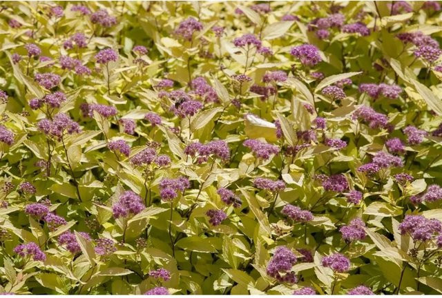 Spiraea Japonica Goldspiere pflegeleichte Pflanze von Pflanzen für dich, Höhe: 20-30 cm - Bild 1