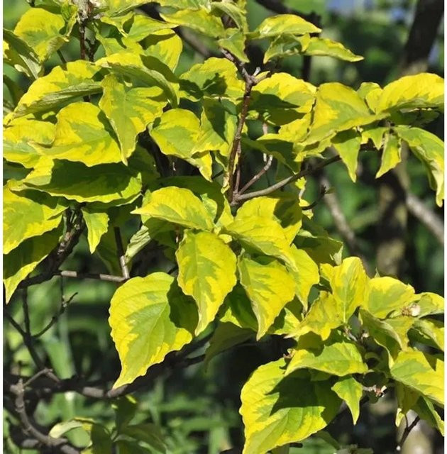Blumenhartriegel Cornus florida Celestial Shadow grün und weiß, Höhe: 60-80 cm - Bild 1