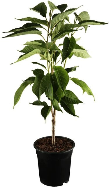 GROW by OBI Bio Säulenkirsche Rot Obstbaum mit Topf, Höhe: 40 - 60 cm - Bild 1