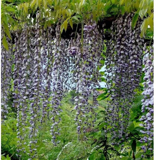 Wisteria Violacea Plena Blauregen Kletterpflanze in Lila, Höhe: 60-80 cm - Bild 1