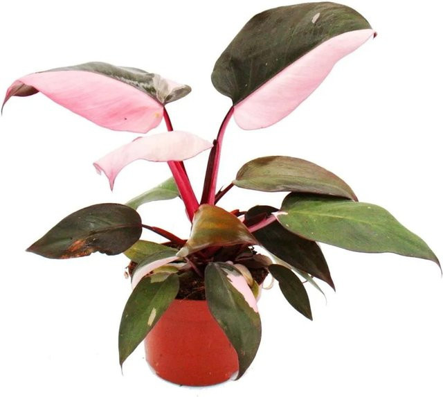 Exotenherz Philodendron Pink Princess Zimmerpflanze in Pink und Schwarz, Topfgröße: 12 cm - Bild 1