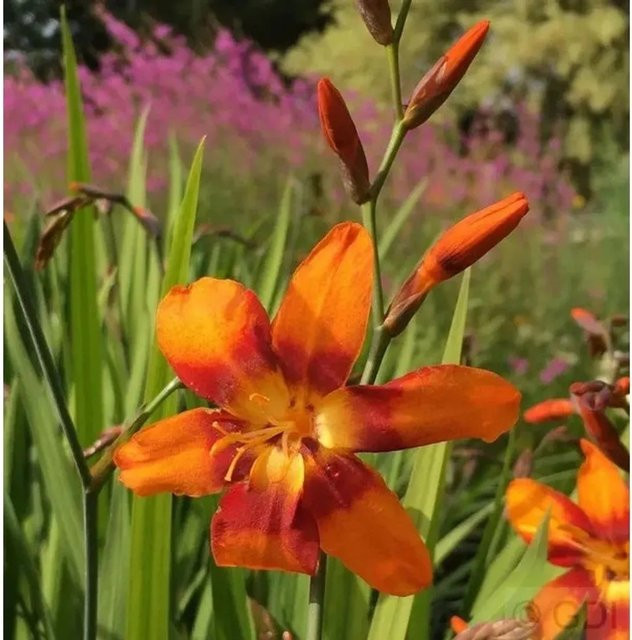 Crocosmia masoniorum Emily Mc Kenzie Orange - Gartenstaude von Nr-01.de - Bild 1
