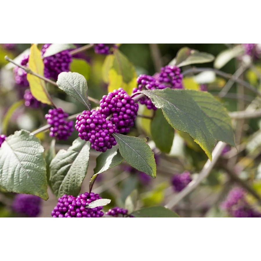 Callicarpa Bodinieri Profusion Schönfrucht Zierstrauch mit lila Beeren, Höhe: 125–150 cm - Bild 2