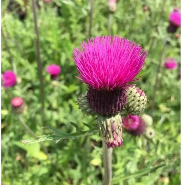 Bach Kratzdistel Cirsium rivulare lila mehrjährige Pflanze im Topf - Bild 1