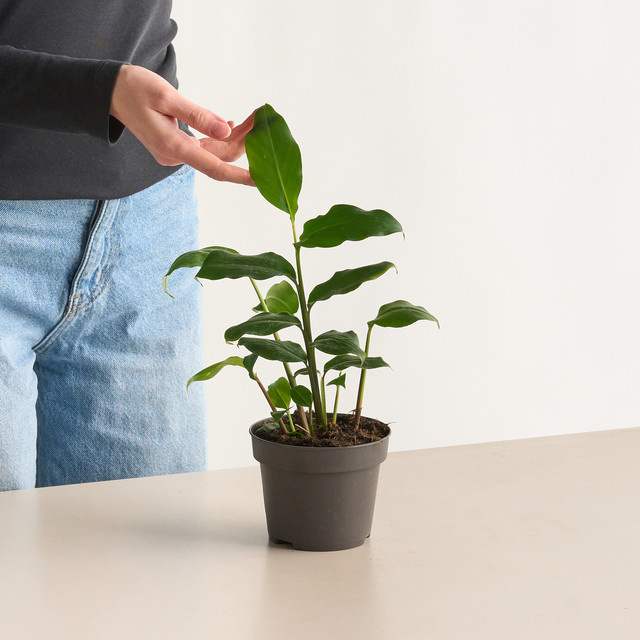 BIO Kardamom von BLUME2000 - Bild 1