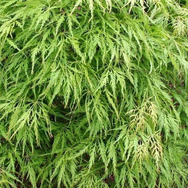Arborix Fächerahorn Dissectum Acer palmatum mit feinlaubigem Laub, Höhe: 50 bis 60 cm, im Container - Bild 1