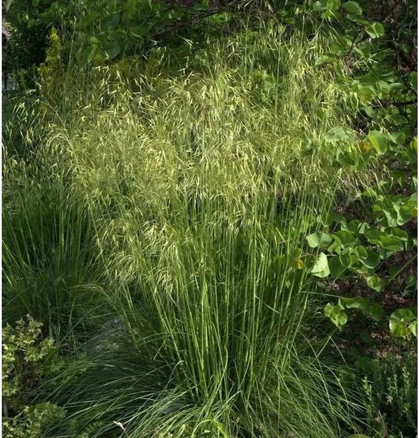 Stipa gigantea Riesenfedergras im Topf von Nr-01.de, blau-grün, mehrjährig - Bild 1