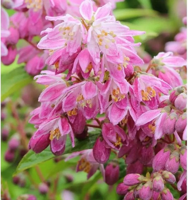 Deutzia hybrida Strawberry Field Rosendeutzie pink Heckenpflanze Höhe: 125-150 cm - Bild 1