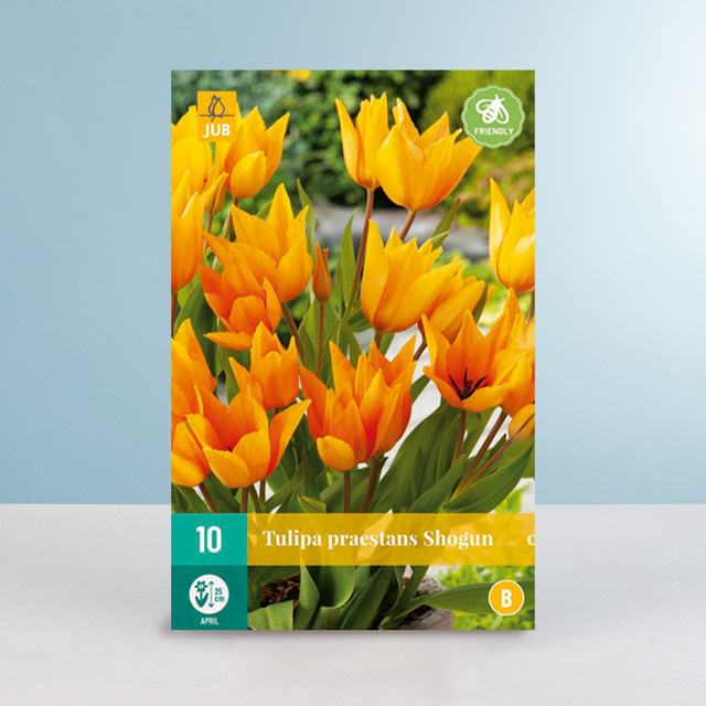 Wildtulpe Praestans Shogun BLUME2000 Zwiebeln für Beet, Balkon und Terrasse, 10 Stück - Bild 1