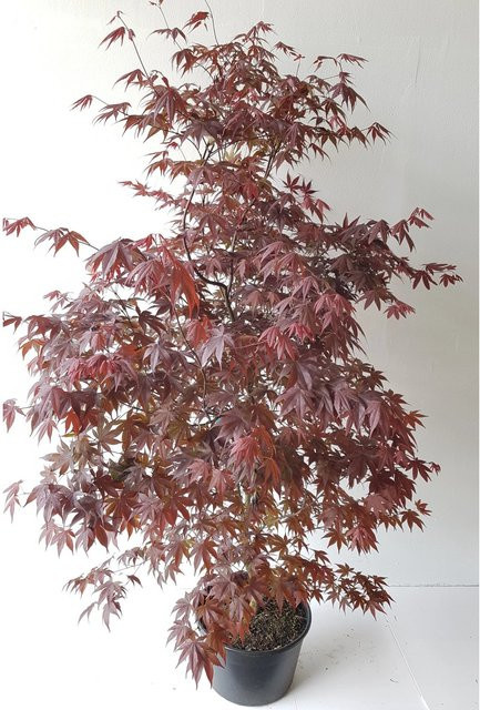 Roter Fächerahorn Acer Palmatum Atropurpureum von Pflanzen-Boering, Gesamthöhe: 175 cm - Bild 1