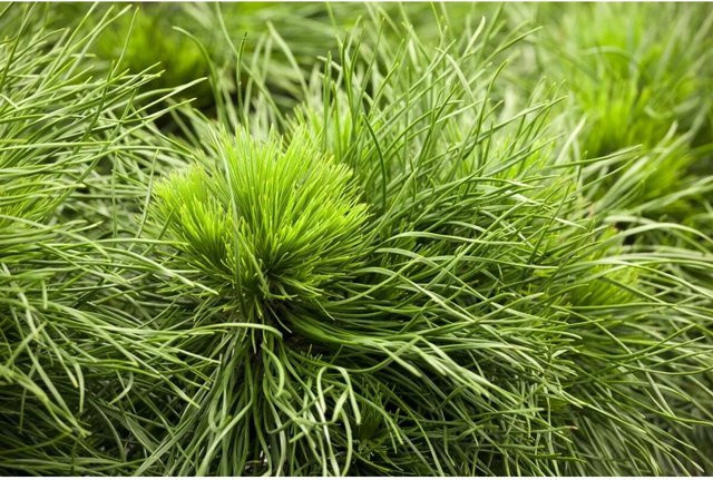 Pinus Mugo Varella Bergkiefer Kompakt von Pflanzen für dich, 15–20 cm - Bild 1