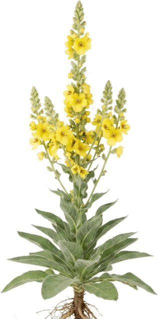LaCaTho Großblütige Königskerze Verbascum Densiflorum Samen mit gelben Blüten, 2000 Stück - Bild 1
