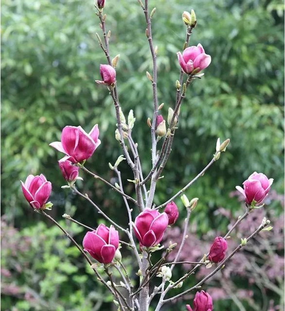Magnolia March Till Frost rosa Zierstrauch für den Garten, Höhe: 60-80 cm - Bild 1