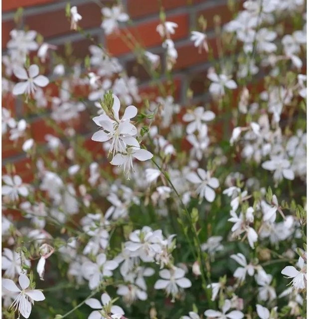 Gaura lindheimeri Prachtkerze Short Form weiße mehrjährige Schnittpflanze für den Steingarten - Bild 1