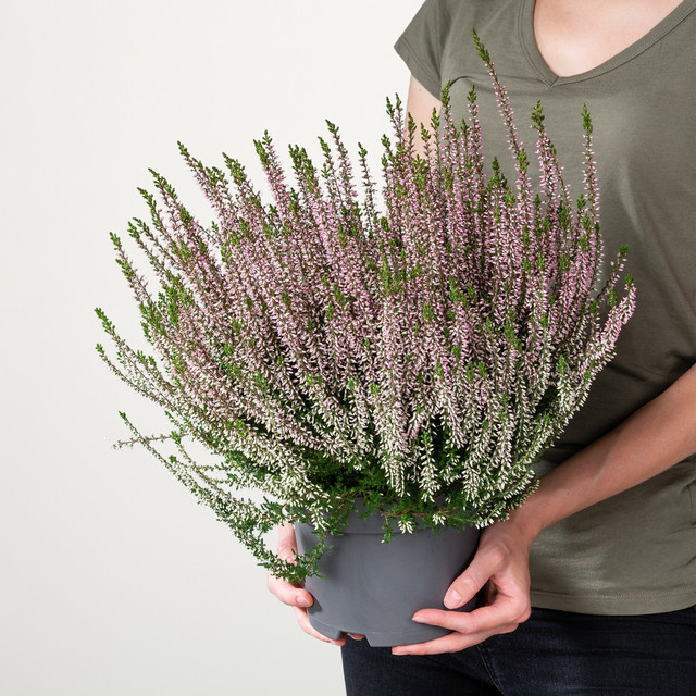 Besenheide Beauty Lady Calluna vulgaris in Rosa von BLUME2000 - Bild 1