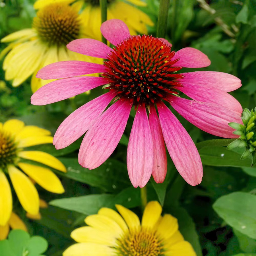 Echinacea Samen Sortenmischung mit rosa, weißen und gelben Blüten für Bienen und Schmetterlinge - Bild 2