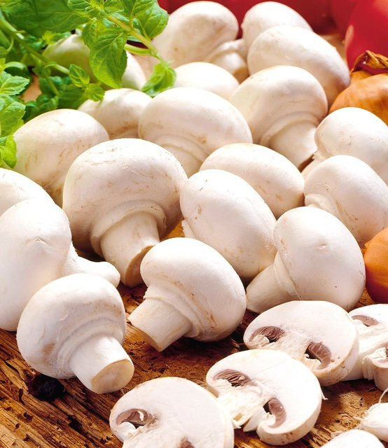 Weiße Edel-Champignons Kulturset - Bild 1