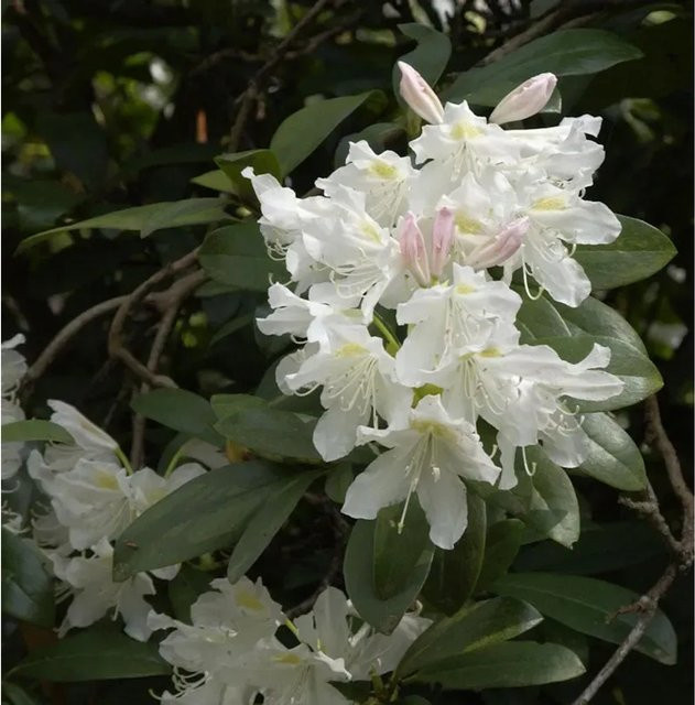 Großblumiger Rhododendron Cunningham White von Nr-01.de in Weiß, Höhe: 70-80 cm - Bild 1