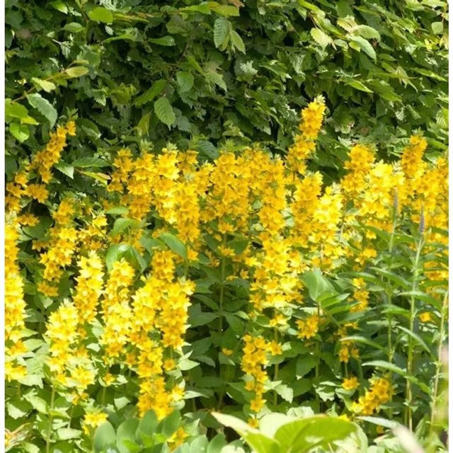 Lysimachia punctata Gefleckter Gold Felberich Alexander Bodendecker und Bienenweide in Gold/Gelb von Nr-01.de - Bild 1