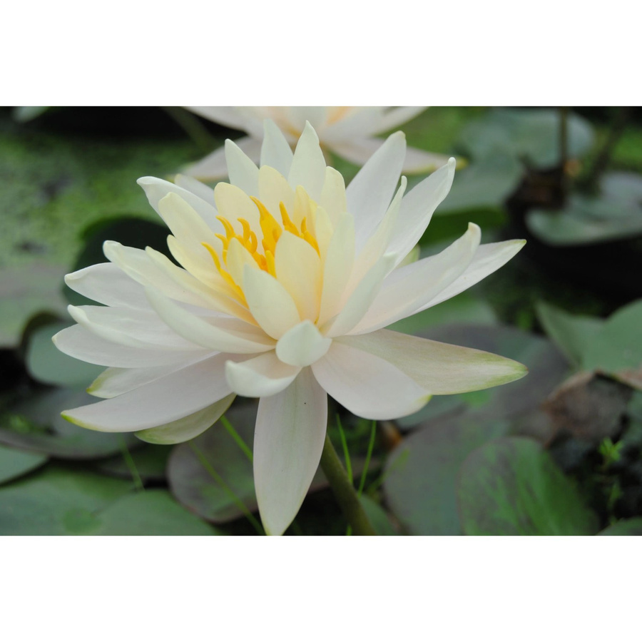 GROW by OBI Seerosen Set Nymphaea Weiß im Topf für den Gartenteich - Bild 2