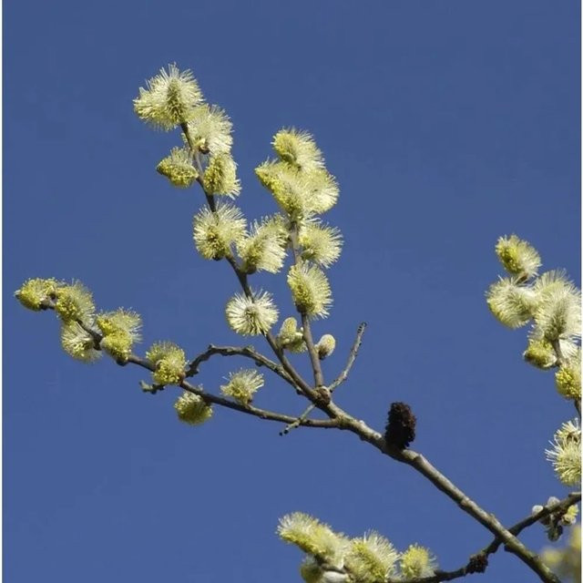 Salix aurita Ohrweide Strauch von Nr-01.de, Höhe: 125-150 cm - Bild 1