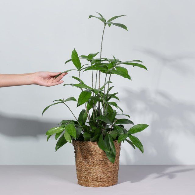 Dracaena Drachenbaum Surculosa von BLUME2000 als pflegeleichte Wintergartenpflanze - Bild 1