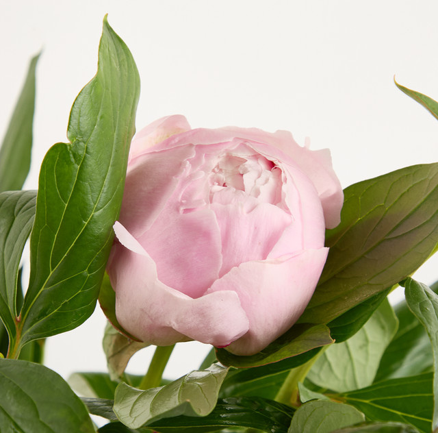Blume2000 Pfingstrosen Pink Single Stem - Bild 1