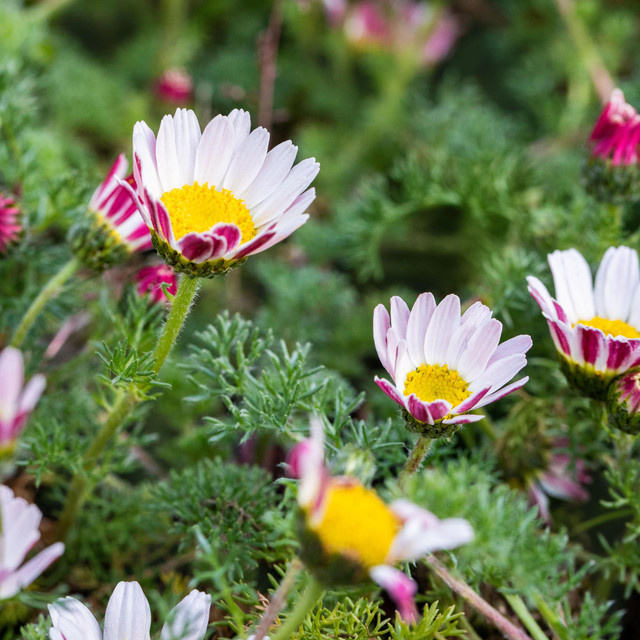 BLUME2000 Marokko-Kamille Anacyclus pyrethrum Stauden für Steingärten, 3 Stück - Bild 1