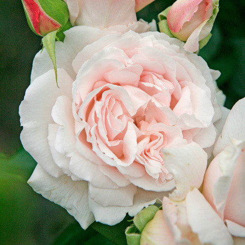 KORDES ROSEN Beetrose Constanze Mozart in Rosa mit gefüllten Blüten - Bild 3