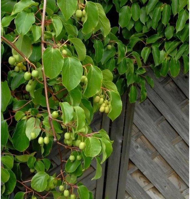 Kiwi Weiki Actinidia arguta weiblicher Kletterstrauch für deinen Garten, Höhe: 125-150 cm - Bild 1