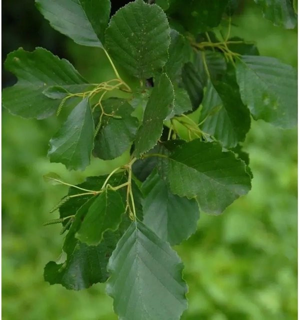 Alnus glutinosa Erle Baum für deinen Garten, Höhe: 125-150 cm - Bild 1