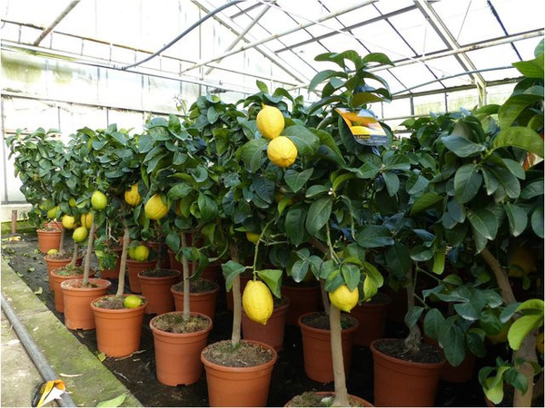 Echter Zitronenbaum Citrus Limon von Grünwaren, Zitruspflanze in Grün, Höhe: 70 - 100 cm