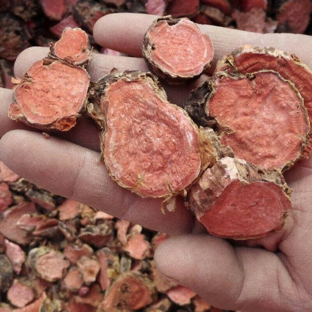 HALLOYOUNG Rhodiola Rosea Wurzel ganze Wurzelstücke 500 g - Bild 1