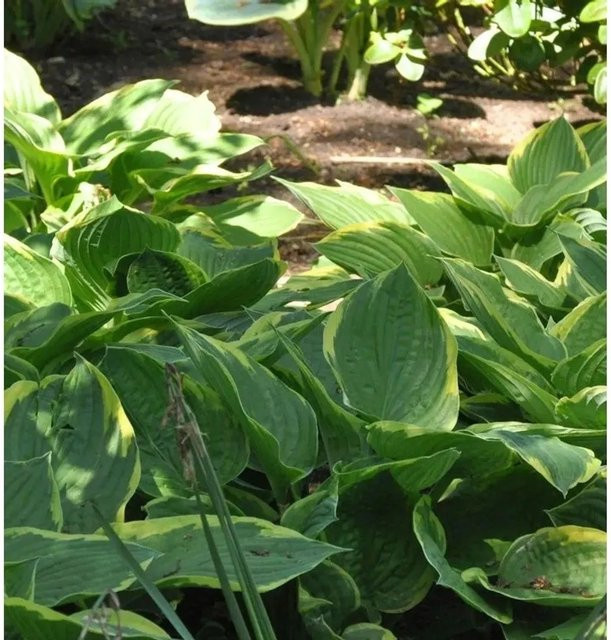 Hosta fortunei Goldrandfunkie - Immergrüne Staude in Grün-Gold für den Garten - Bild 1