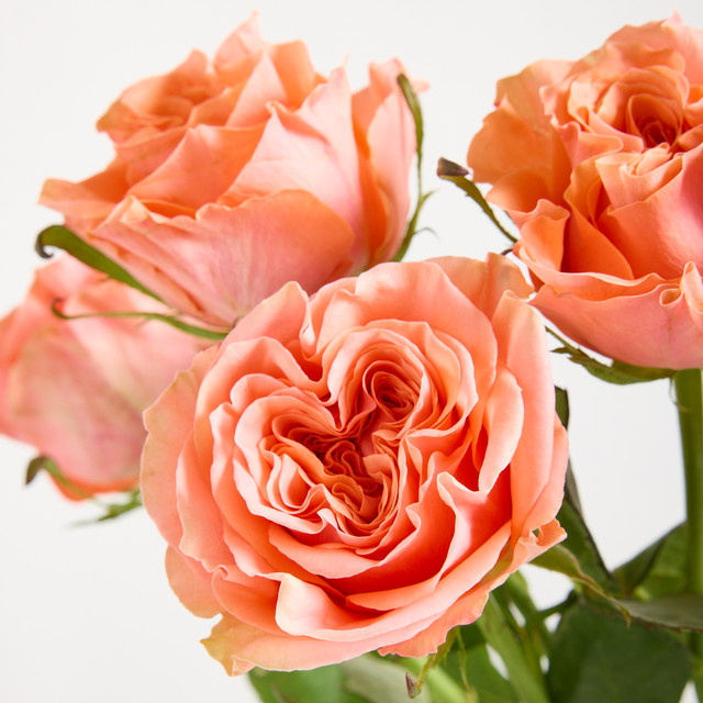 Blume2000 Orange Rosen Blushing Reeva Single Stem - Bild 1