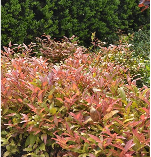 Leucothoe walteri Zeblid Traubenheide Pflanze, Höhe: 25-30 cm - Bild 1
