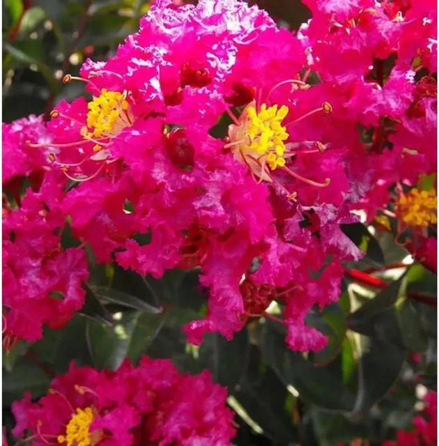 Chinesische Kräuselmyrte Red Imperator Lagerstroemia indica Strauch in Rot, Höhe: 30-40 cm - Bild 1
