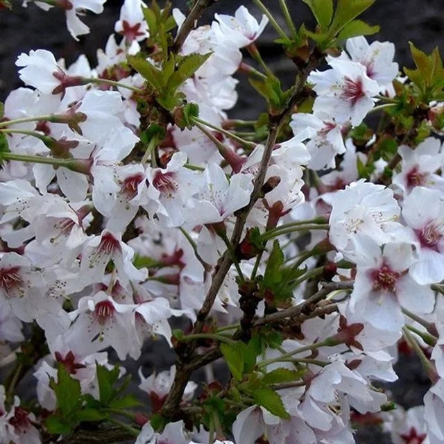 Arborix Kurilenkirsche Brillant Prunus nipponica Zierkirsche mit weißen Blüten im Container, Höhe: 60 bis 80 cm - Bild 1