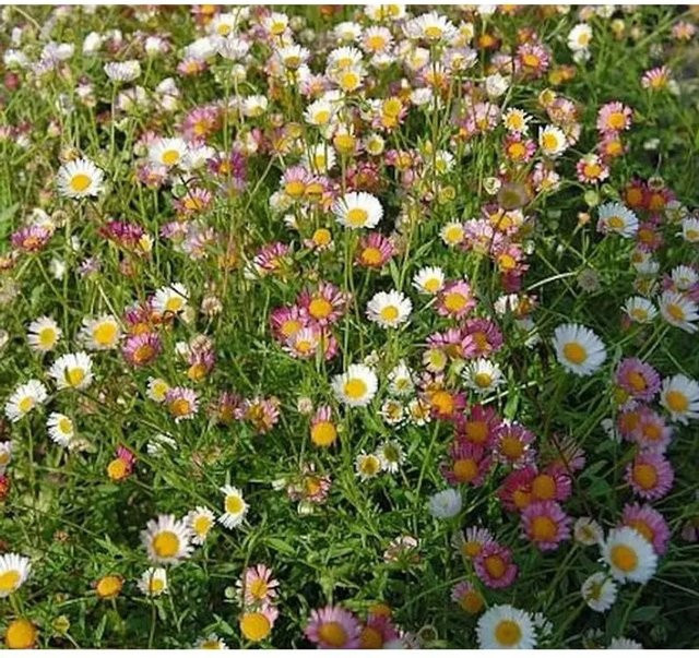 Erigeron karvinskianus Spanisches Gänseblümchen als mehrjährige Bodendecker-Pflanze in Mehrfarben von Nr-01.de - Bild 1