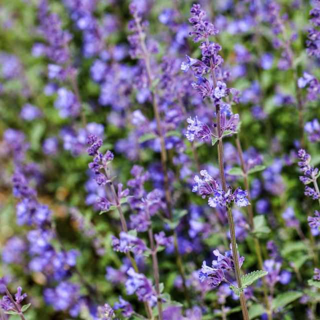 BIO Katzenminze Nepeta x faassenii von BLUME2000, 3 Stück Staude als Bodendecker - Bild 1