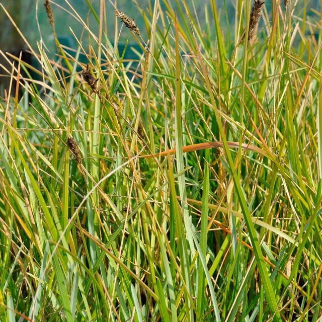 6er Set Arborix Blaugras Sesleria heufleriana als mehrjährige Bodendecker im Topf, Topfgröße: 9 cm - Bild 1