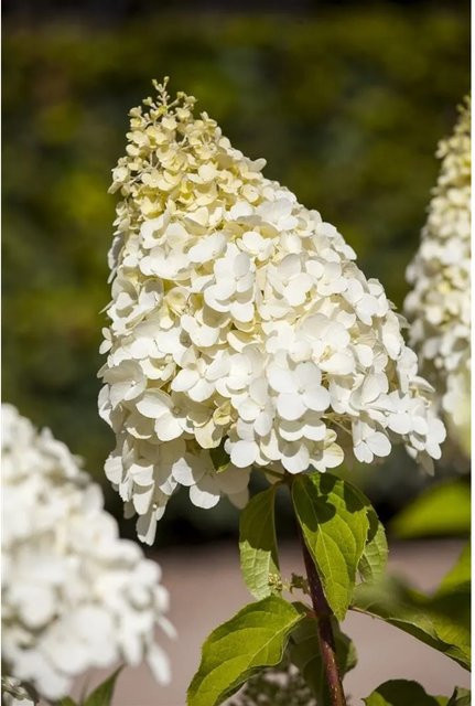 Rispenhortensie Hydrangea Paniculata Magical Moonlight, weiße Zierstrauch-Pflanze, Höhe: 60-80 cm - Bild 1