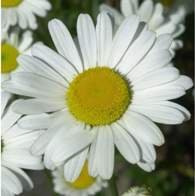 Gartenmargerite Broadway Lights Leucanthemum superbum weiße Staude im Topf - Bild 1
