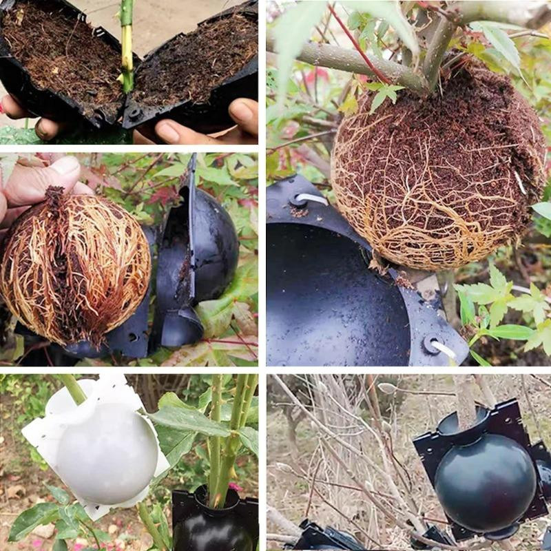 Lanzhong home life Set aus 5 Pflanzenbewurzelungskugeln zur Pflanzenvermehrung und zum Abmoosen, Farbe: Schwarz, Durchmesser: 5 cm - Bild 5