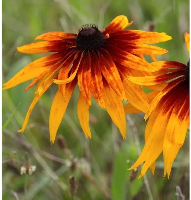 Rudbeckia hirta Sonnenhut Autumn Colors goldgelb und dunkelbraun als mehrjährige Staudenpflanze für Staudenbeete und als Schnittblume von Nr-01.de - Bild 1