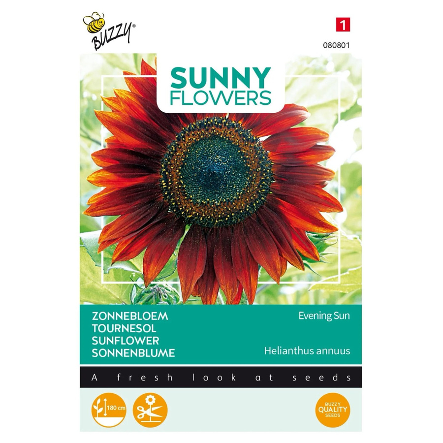 Sonnenblume Abendsonne Buzzy Sunny Flowers Samen von arborix, 4 g - Bild 2