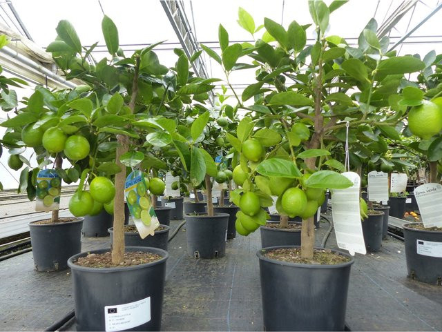 Citrus Lime Caipirinha Limettenbaum Zitruspflanze, Höhe: 70 - 90 cm - Bild 1