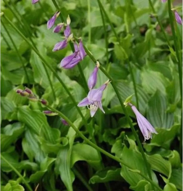 Hosta ancifolia Lanzenblattfunkie als Bodendecker und Unterpflanzung für Gehölzränder - Bild 1